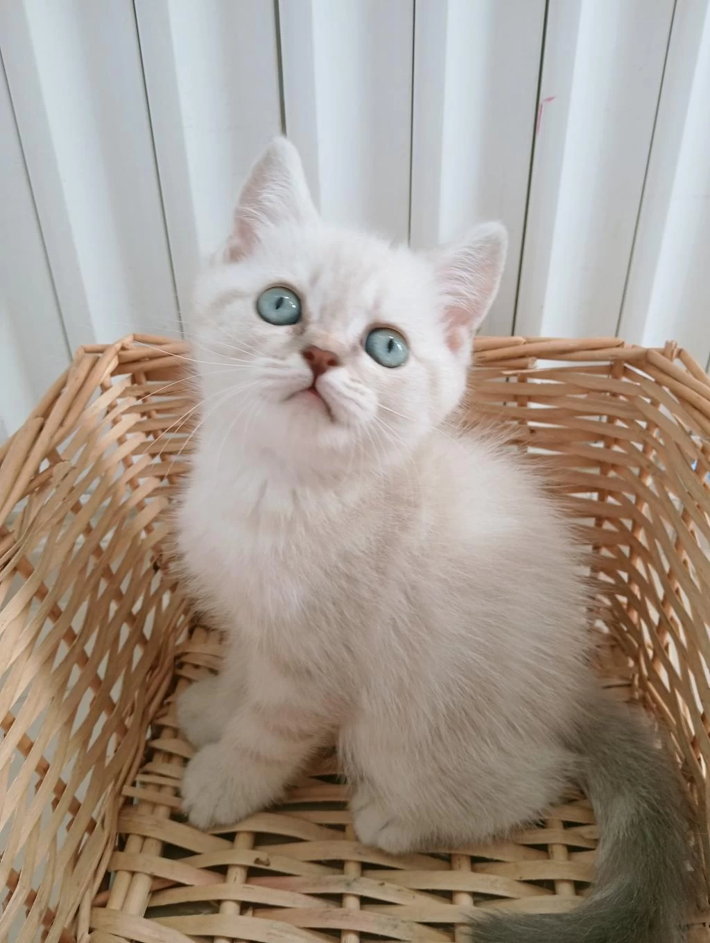 Mavi Gözlü Blue Point British Shorthair Yavrular