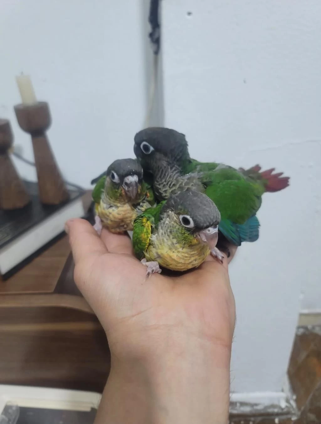 Bebek Konur Papağanlari El Besleme