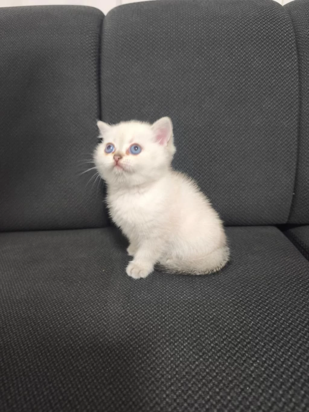 2.5 Aylık Dişi British Shorthair