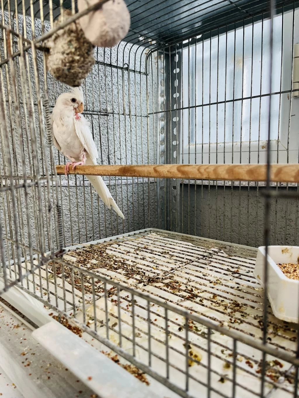 Albino Sultan Papağanı
