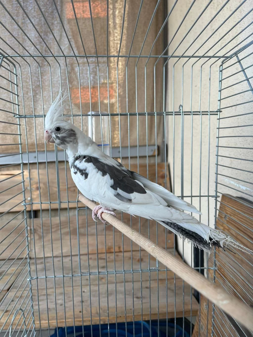 Sultan Papağanı Ev Üretimi