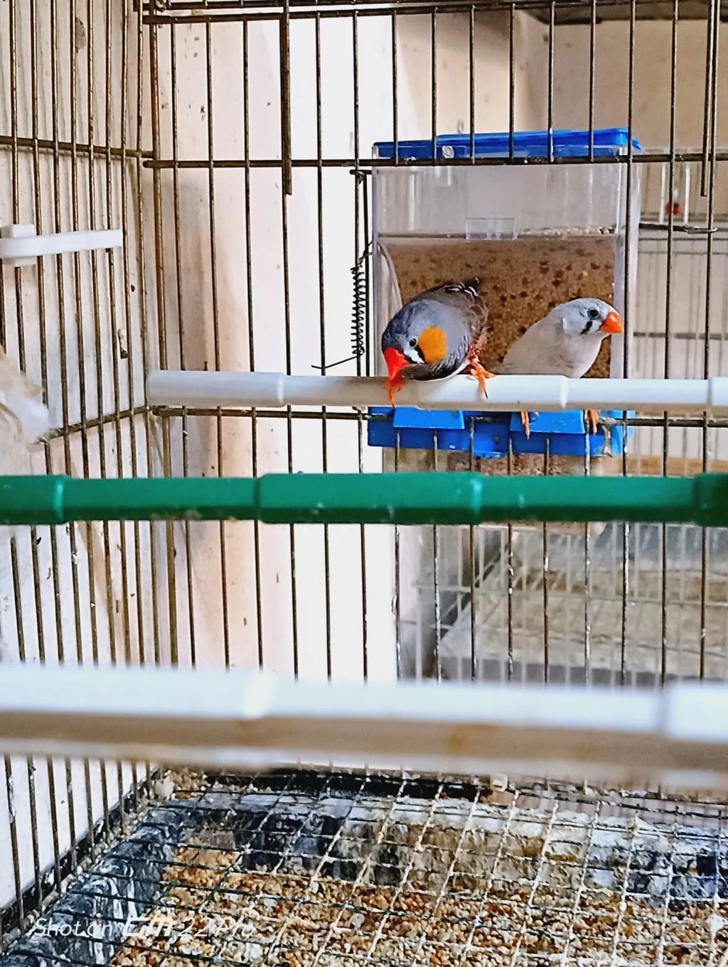 Sahibinden Farkli Cinslerden Finch Kuşlar