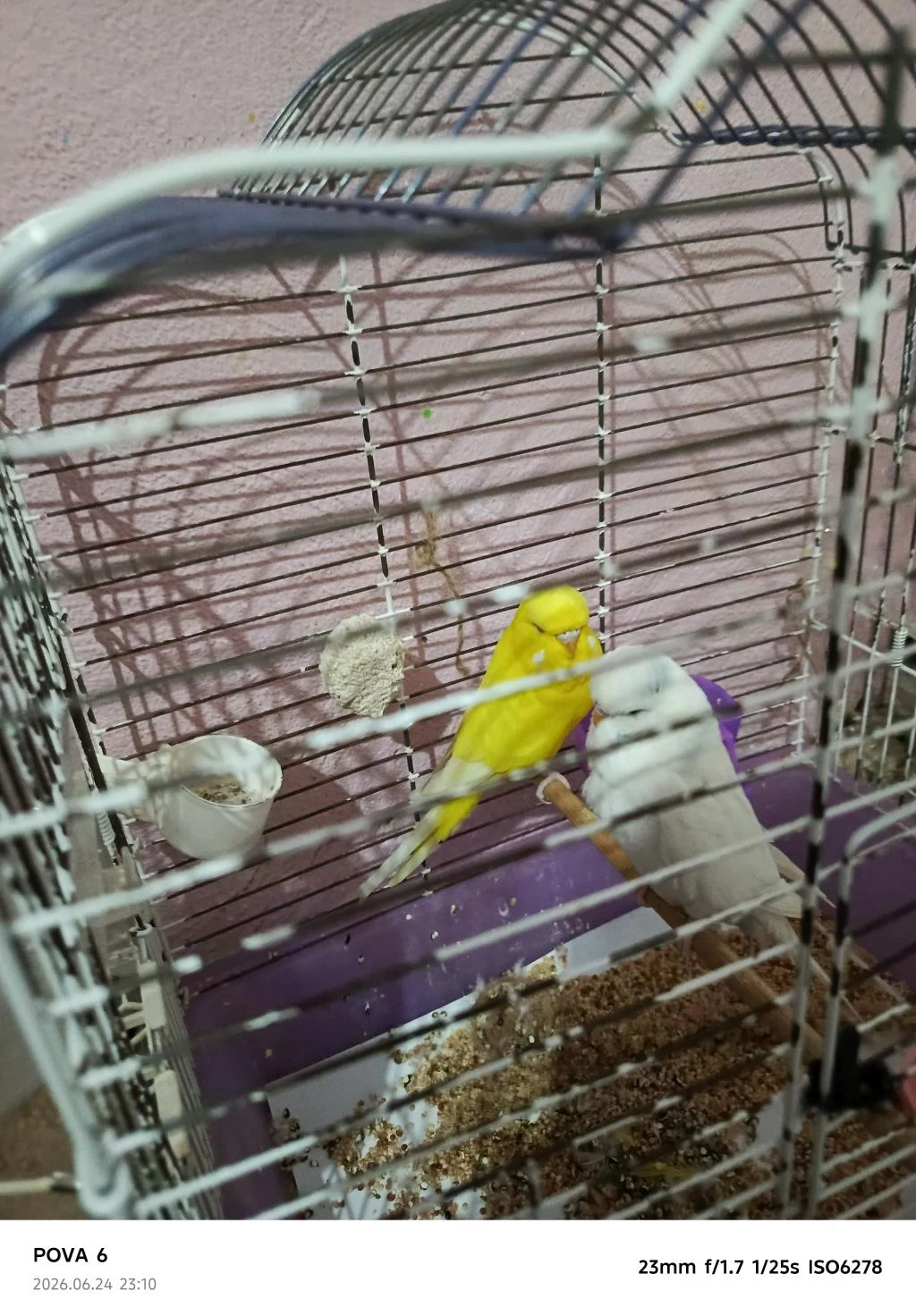 Lutino Albino Takım Muhabbet Kuşu