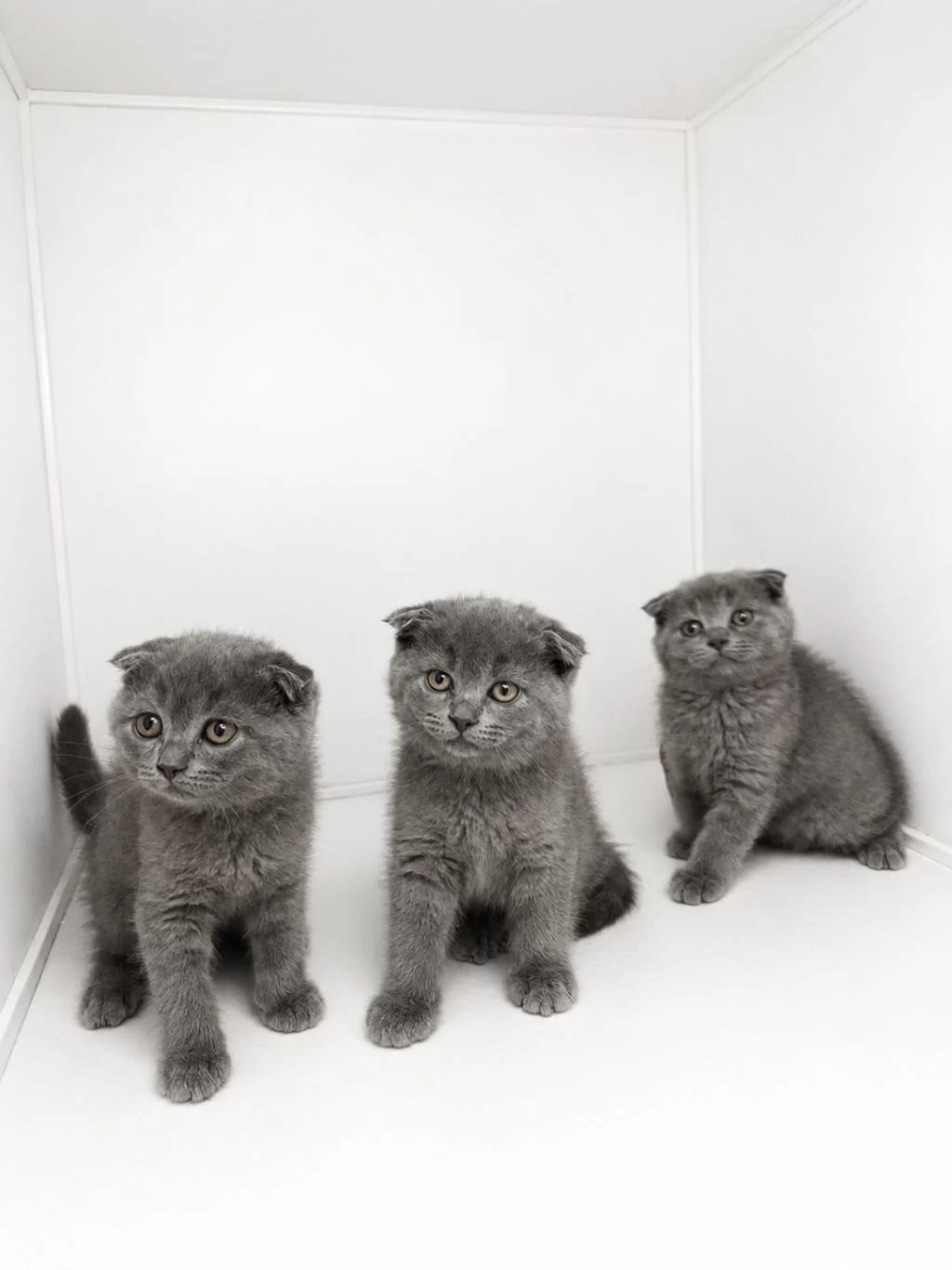 Scottish Fold Blue Yavrular