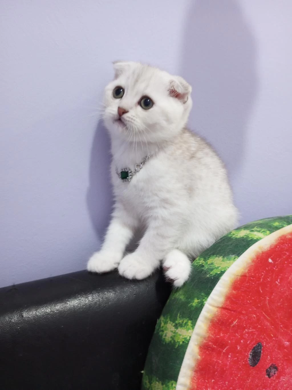 Safkan Scottish Fold Ve Straight Yavrular Catteryden