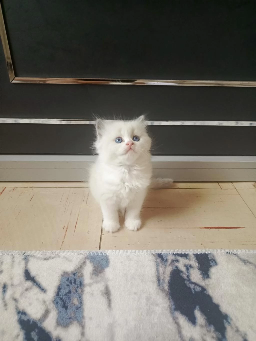Show Kalite Safkan Scottish Fold Bebekler