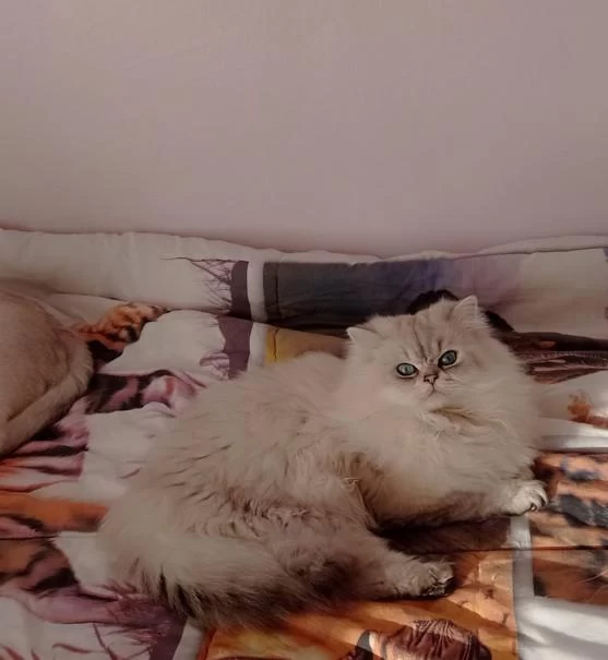 Kedimiz Ömürlük Yuva Ariyorlar