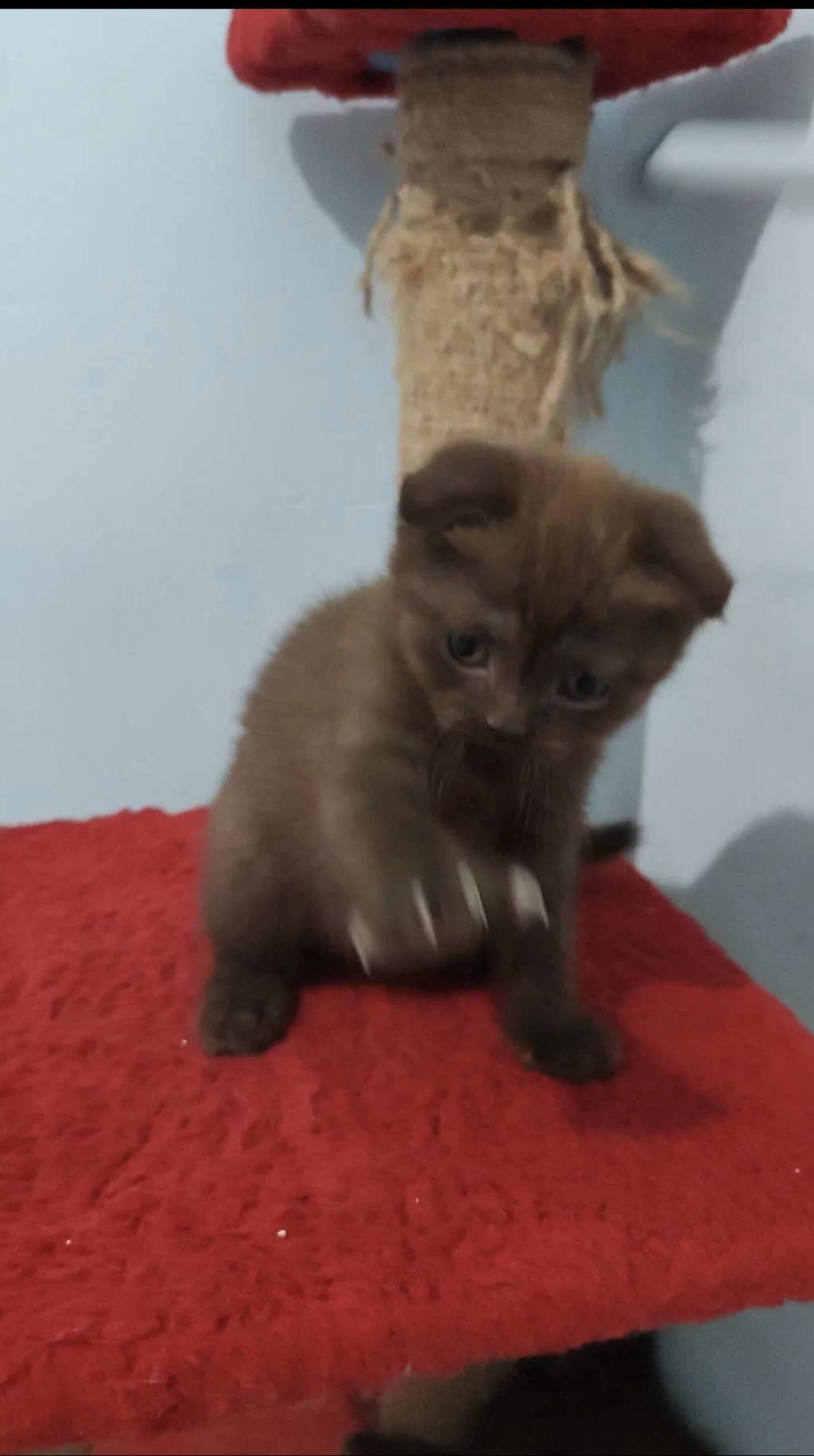 Scottish Fold Çikolata