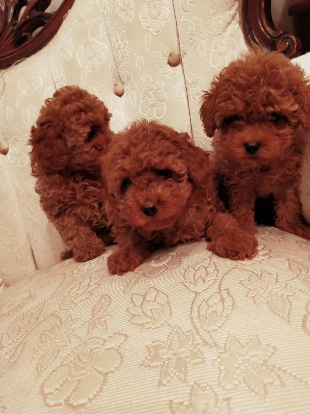 Petmode Köpek Çiftliğinde Ziyarete Açık Kore Toy Poodle