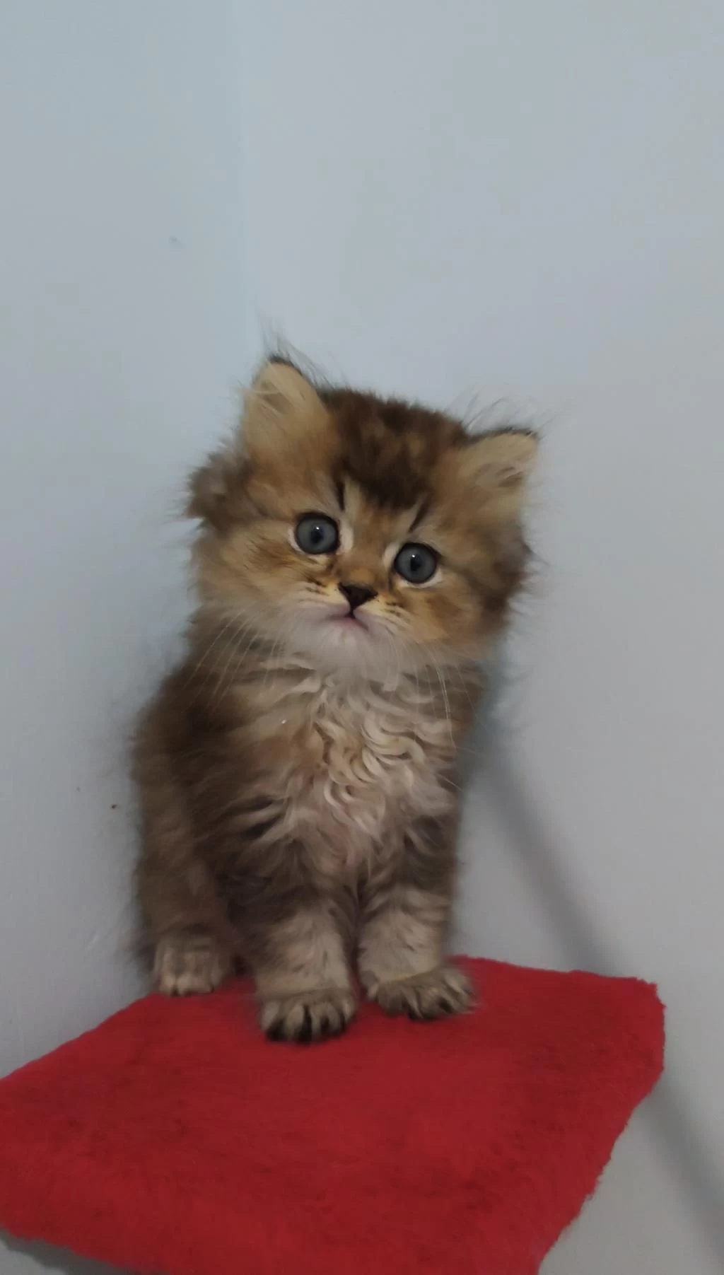 British Longhair Golden