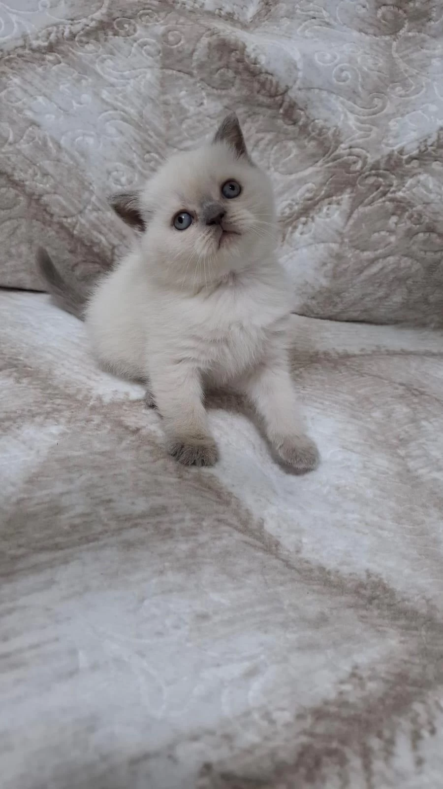 British Shorthair Yavrumuz
