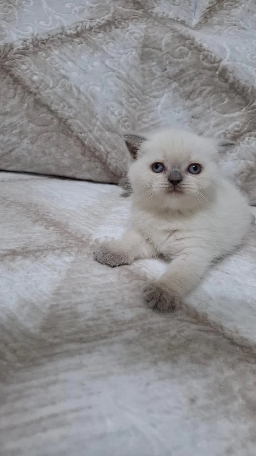 British Shorthair Yavru Kedimiz