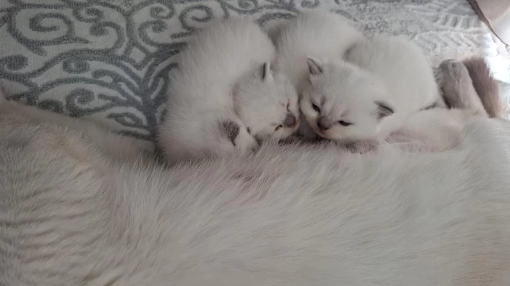 British Shorthair Yavrumuz