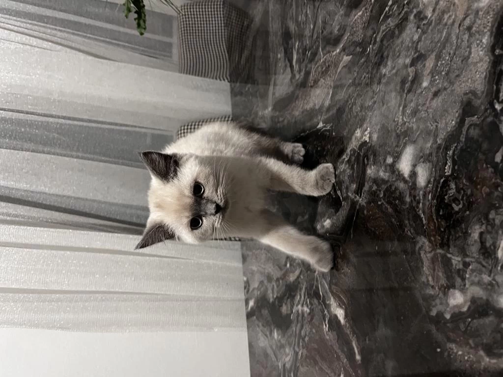 4 Aylık British Shorthair Blue Point