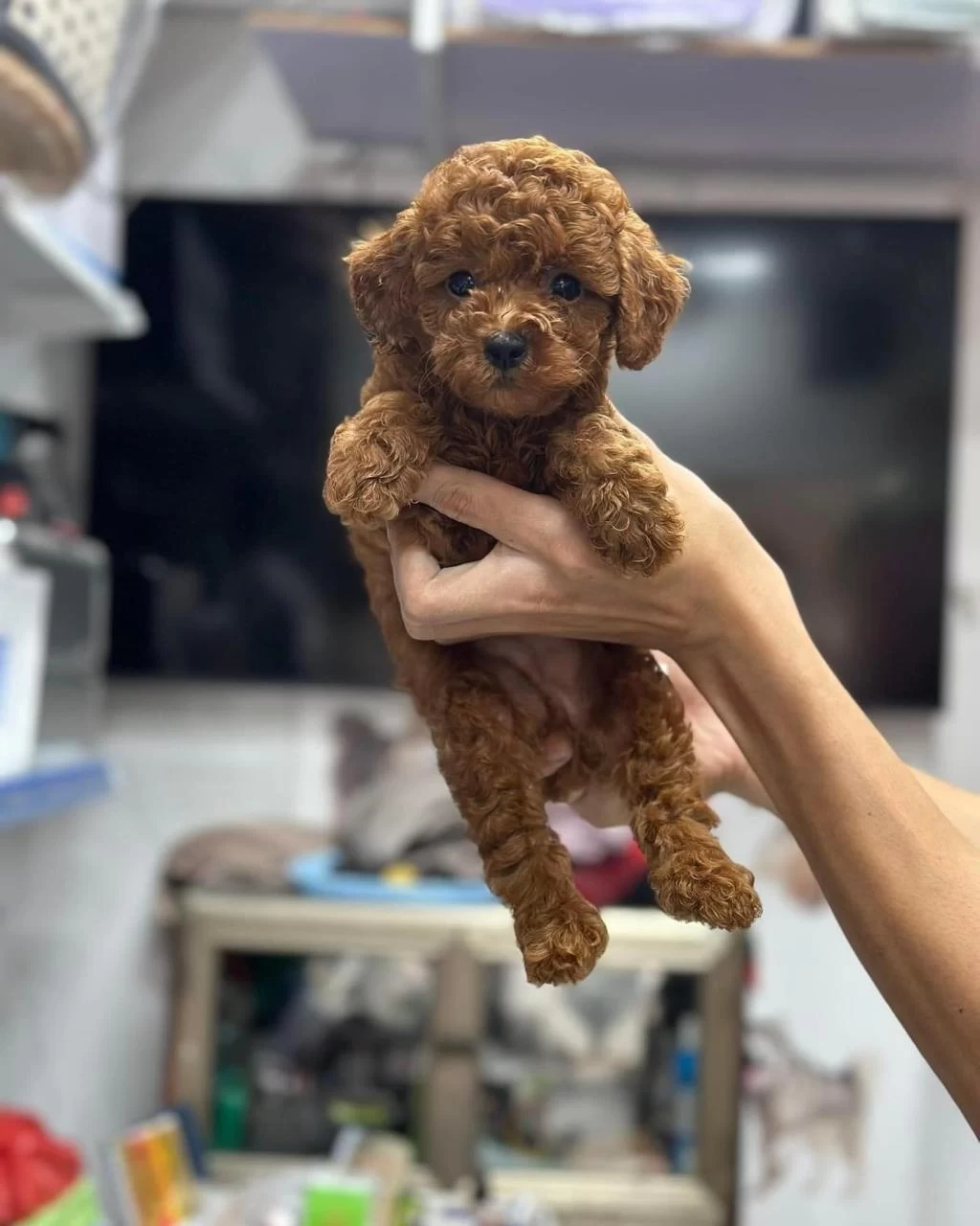Toy Poodle Teacup 0 Boy