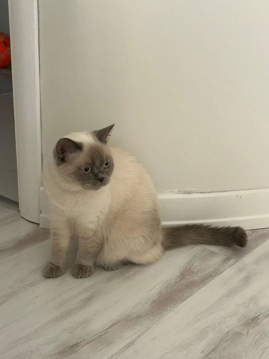 Sağlık Sorunlarından Dolayı Kedimize Acil Yuva Arıyoruz