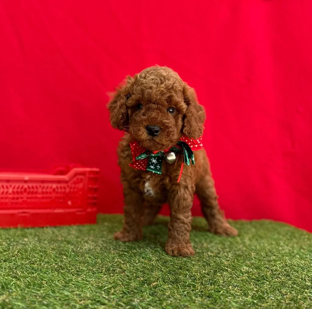 Safkan Toy Poodle Bebekler