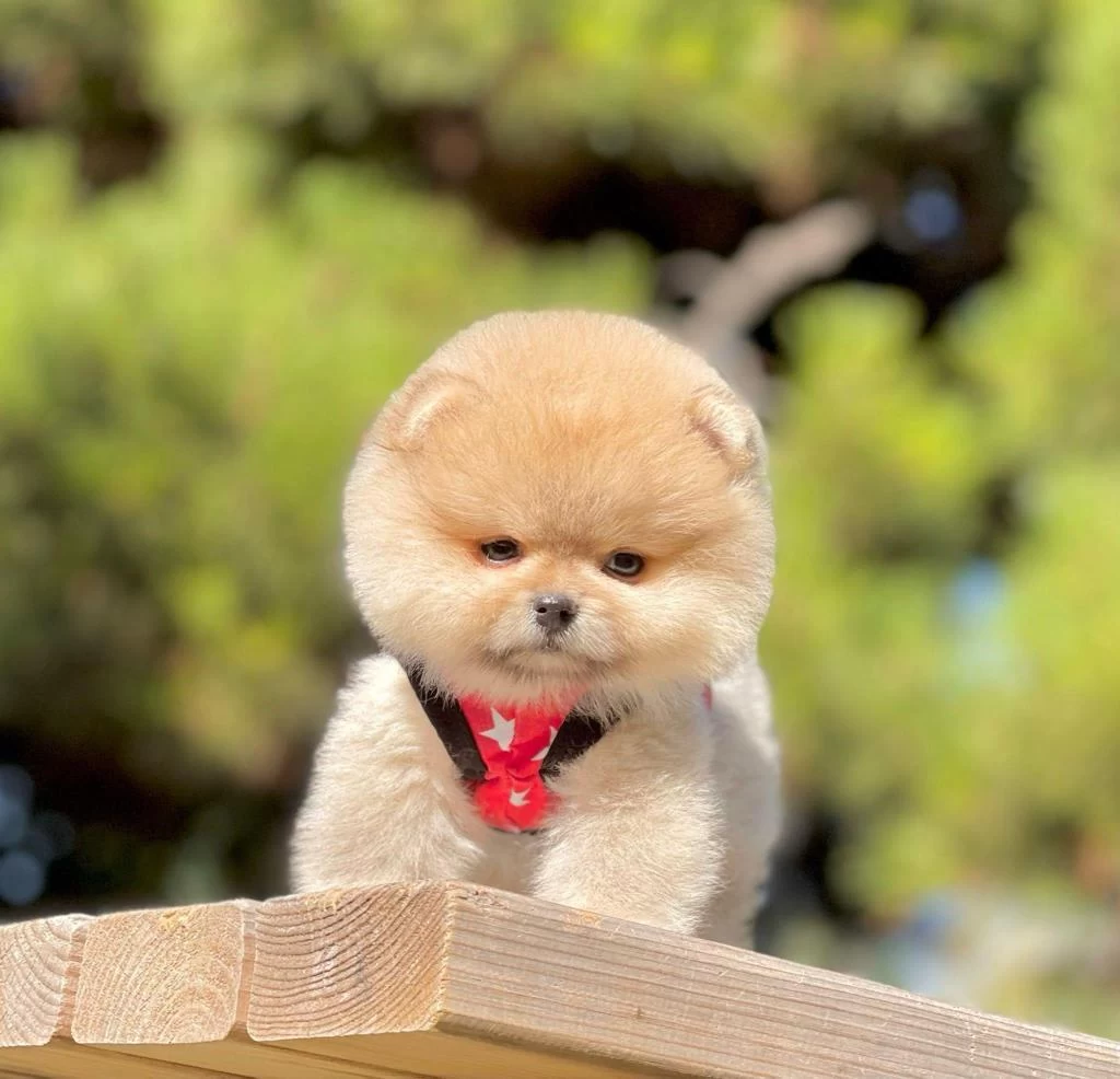 Safkan Pomeranian Boo Bebekler