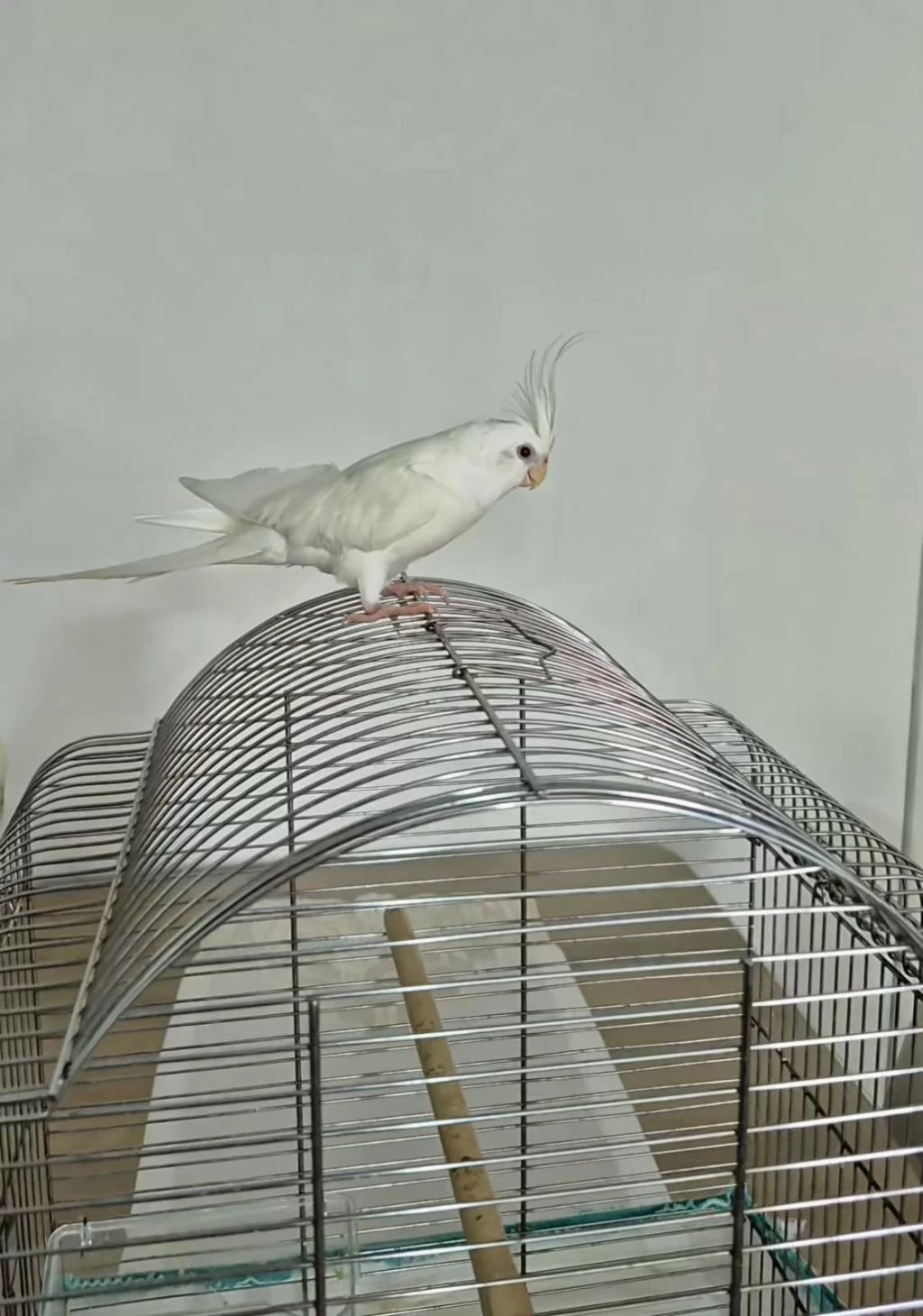 Full Evcil Sadık Çift Dost Sultan Papağanı