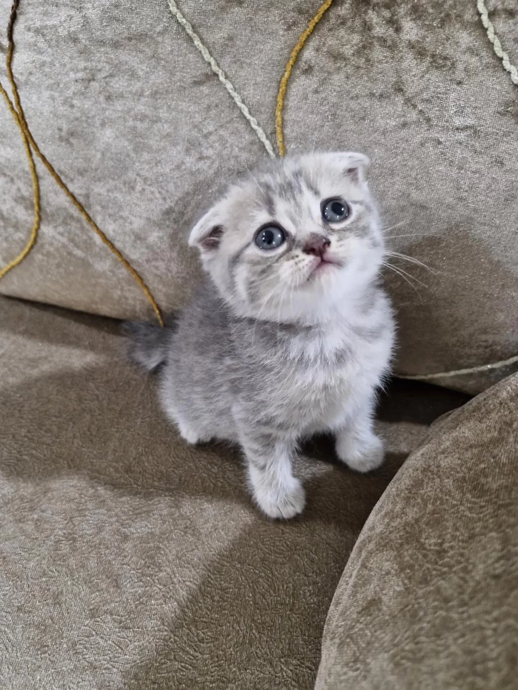 Scottish Fold Yavrumuz Yeni Yuvasına Gitmeye Hazır