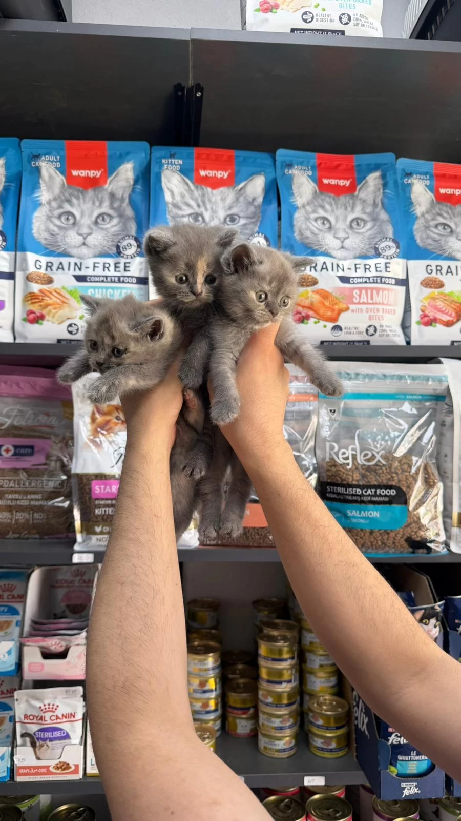 Tatlı Dişi British Shorthair Bebekler