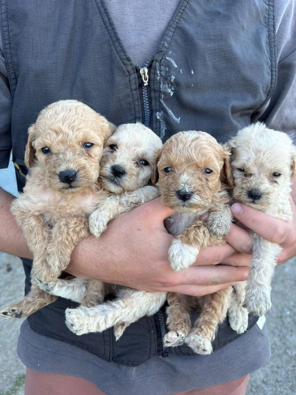Sağlıklı Maltipoo Yavrular