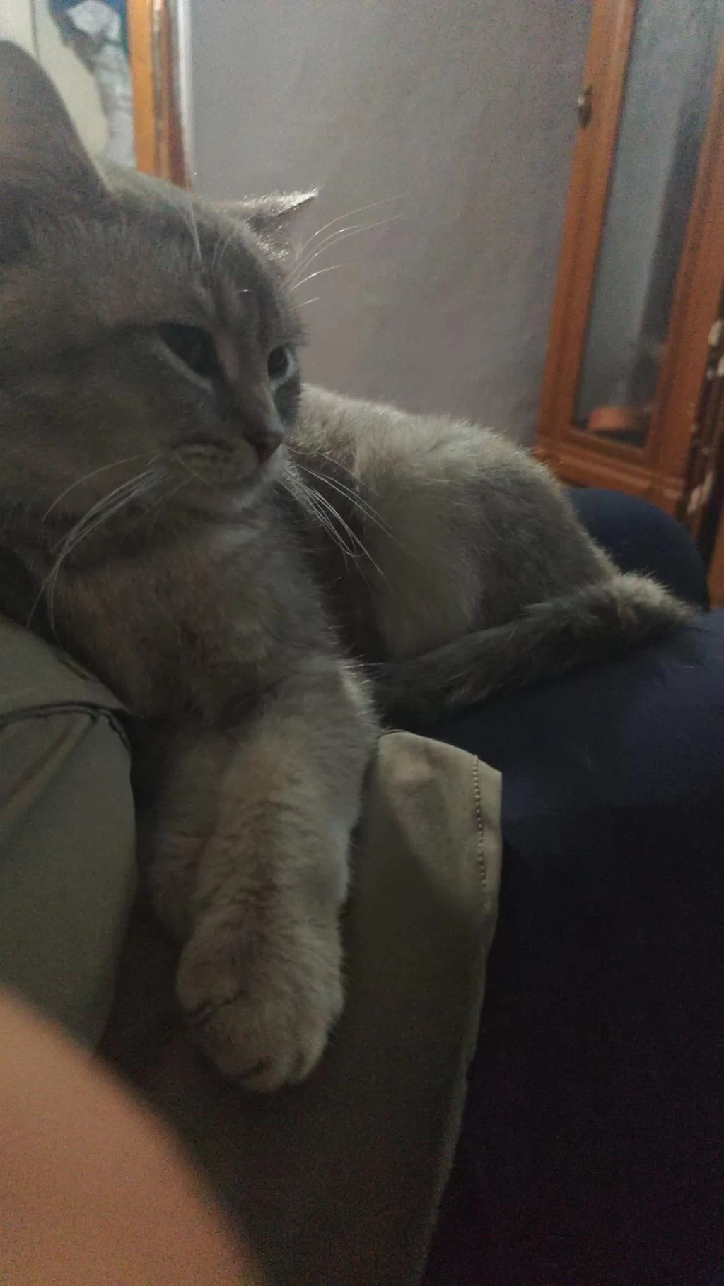 Harika Karışım İrk Kedimiz