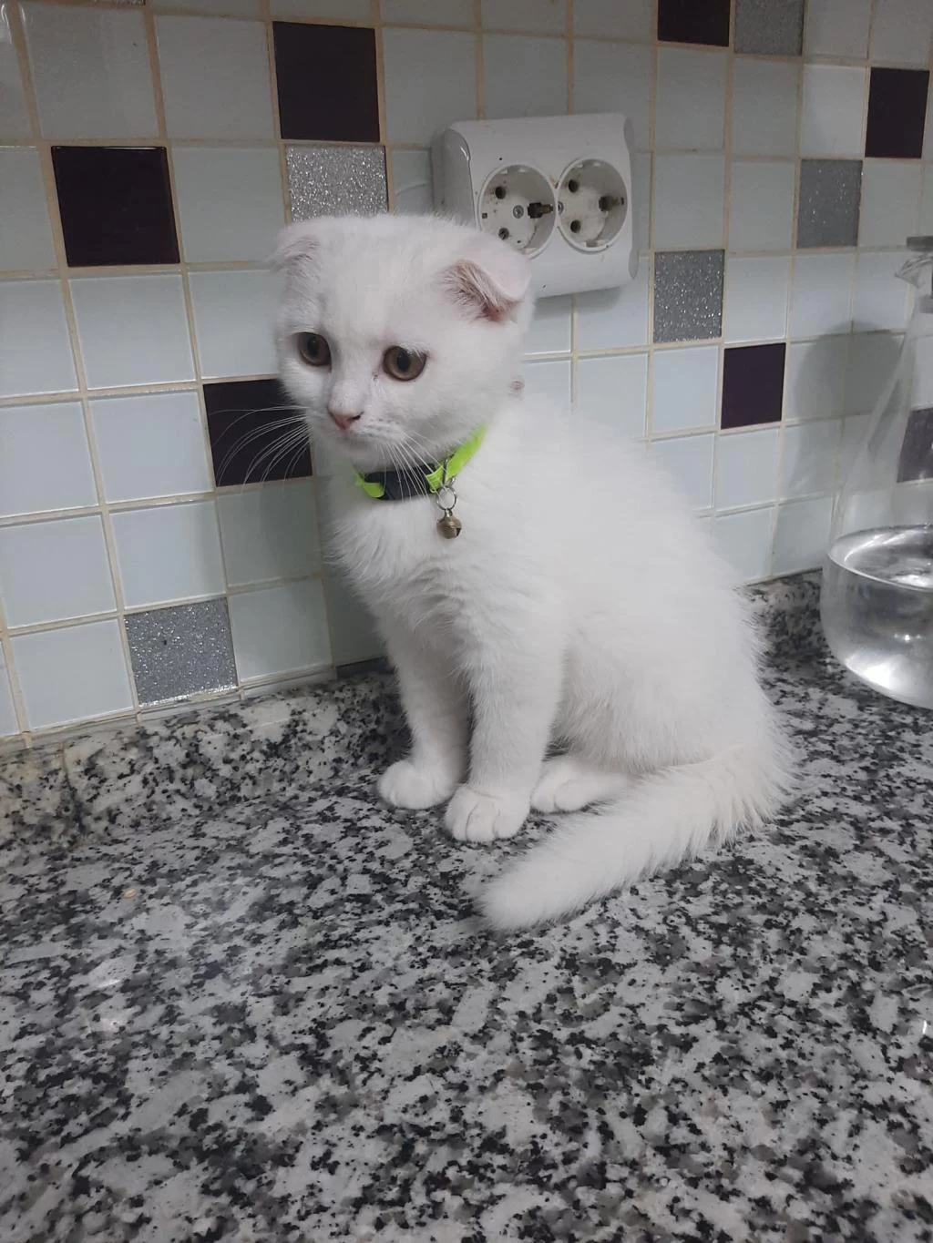 3 Aylık Erkek Sahiplendirilecek Scottish Fold