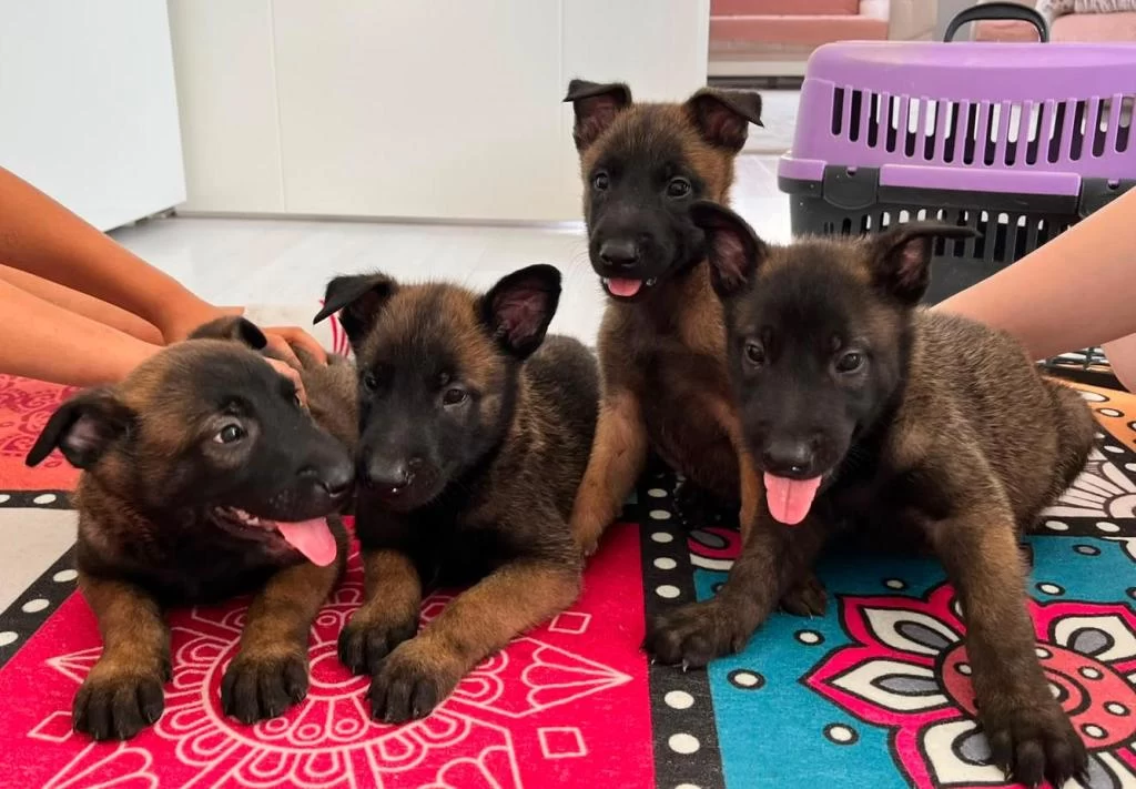 Malinois Rengi Hirsi Akilliklari Soz Konusu Bile Degil