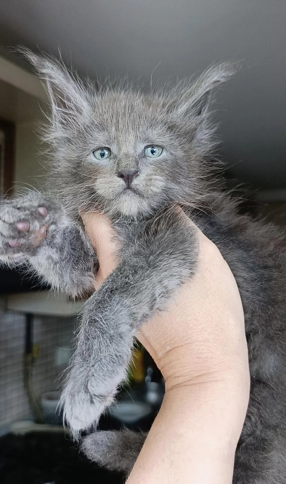 Dev Boyda Erkek Maine Coon