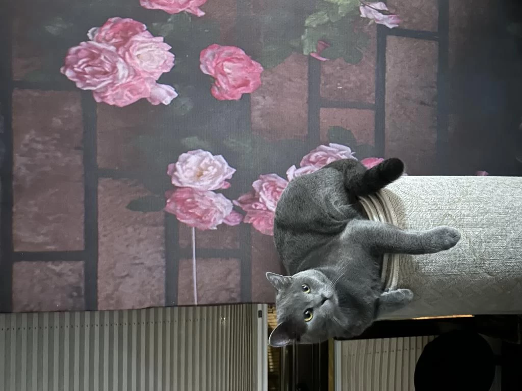 British Shorthair Erkek Kısır Çipli