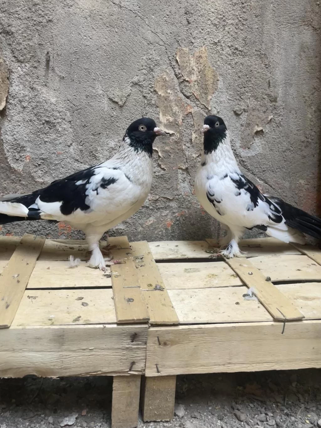 1 Çift Bozalı 1 Adet Dolapçı Güvercin
