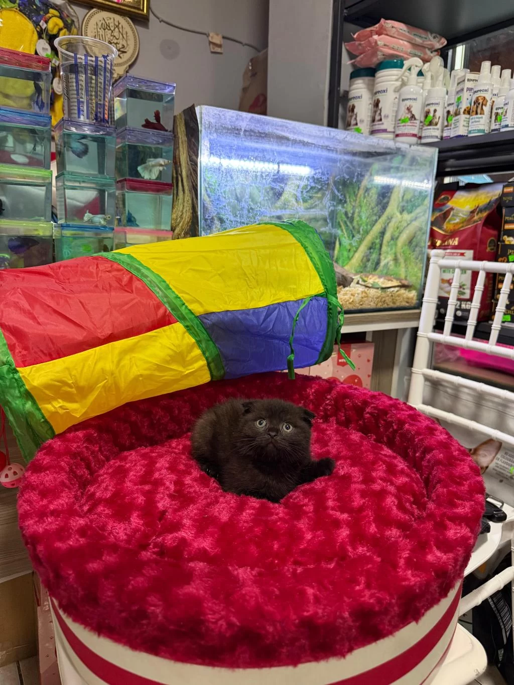 Çikolata Scottish Fold Erkek Bebek