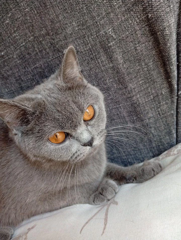 Ücretsiz Sahiplendirme British Shorthair Kedisi