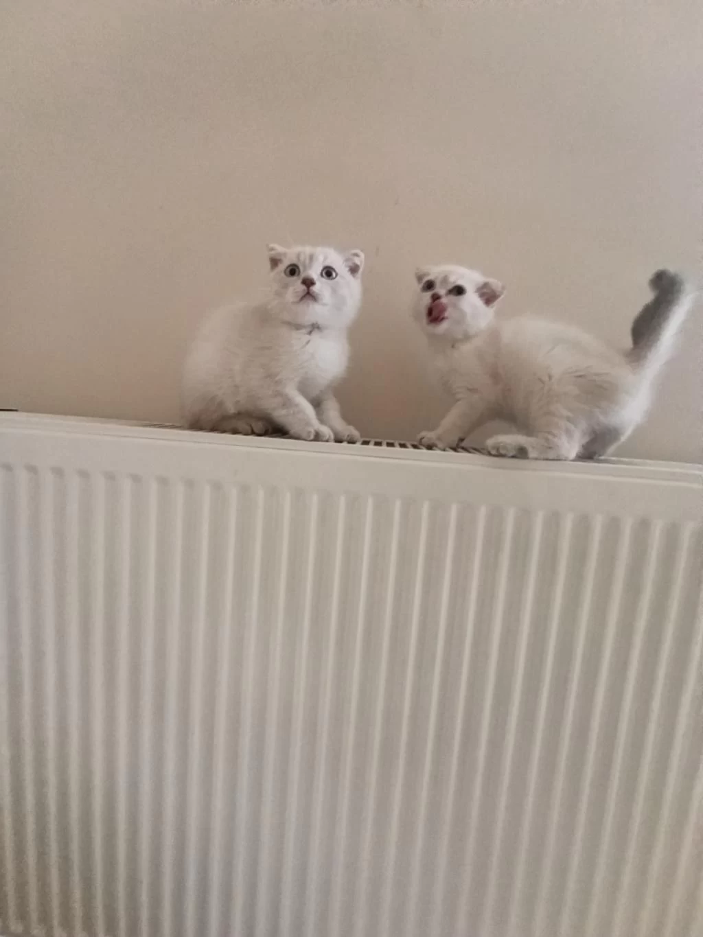 Dişi Safkan Ayıcık Surat Bebek Kediler