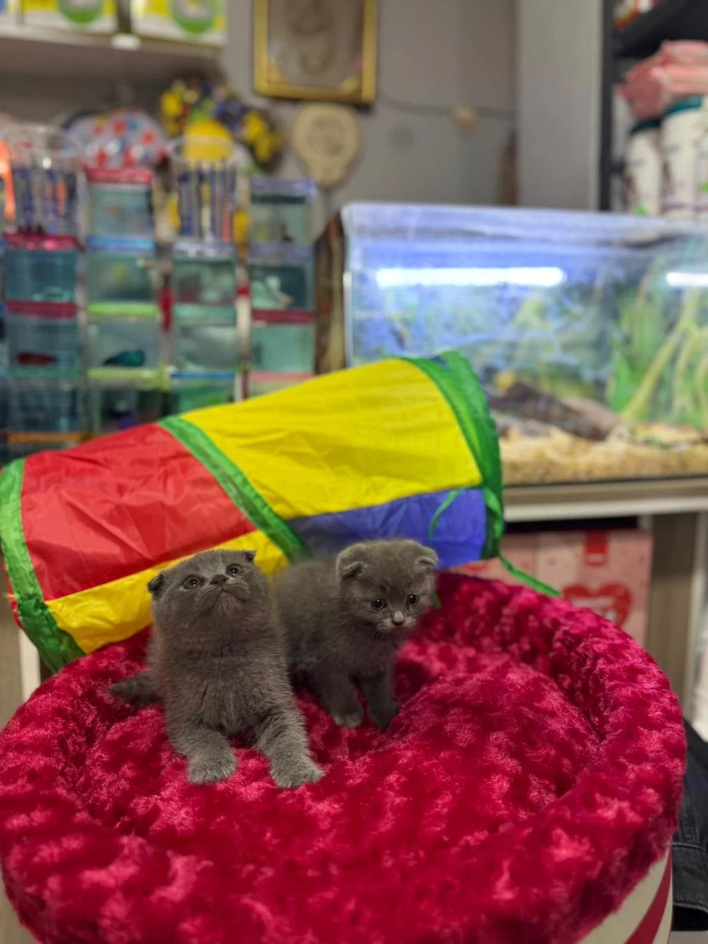 Dişi Ve Erkek Ayıcık Surat Scottish Fold Bebekler