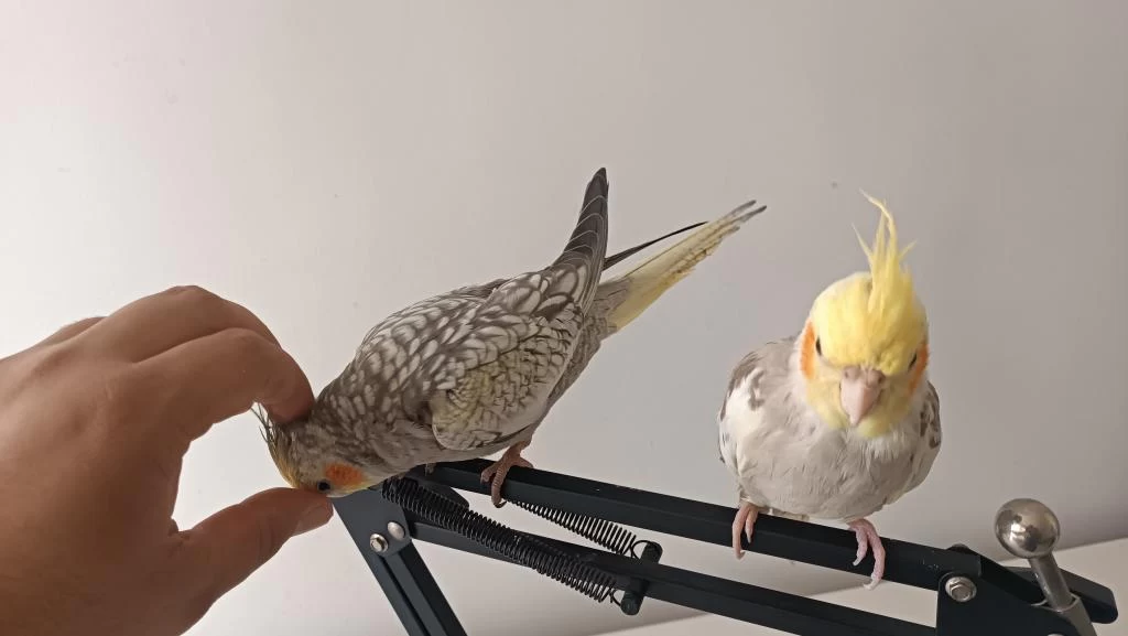 Erkek Ve Dişi Ele Alışkın Sultan Papağanı