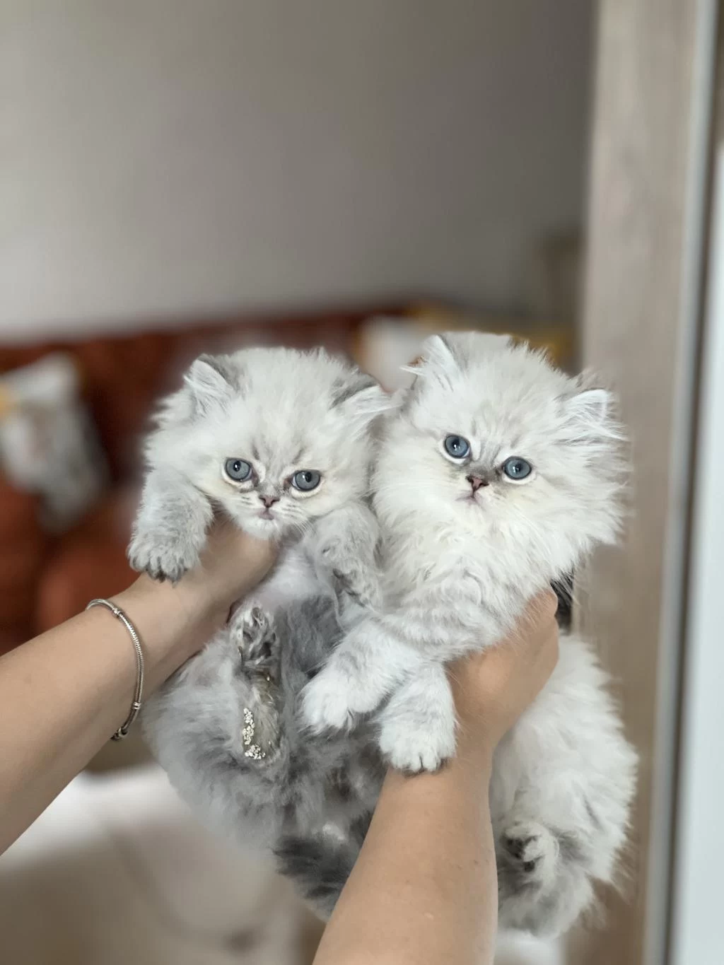 İnsan Canlisi British Longhair Blue Point Yavrum