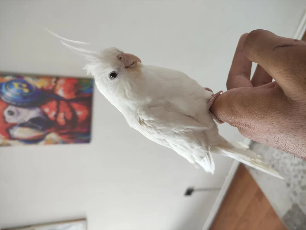 Yaklaşık 5-6 Aylık Albino Sultan Papağanı