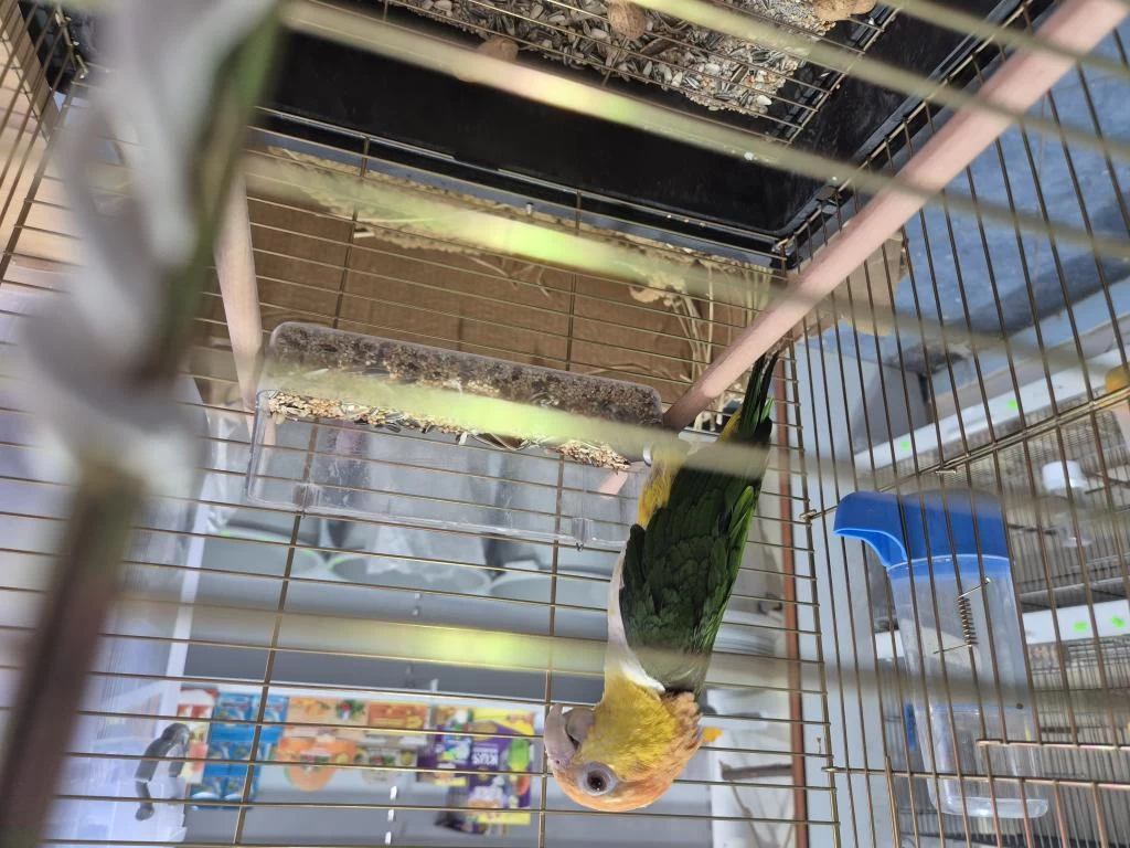 Harika Full Evcil Caique