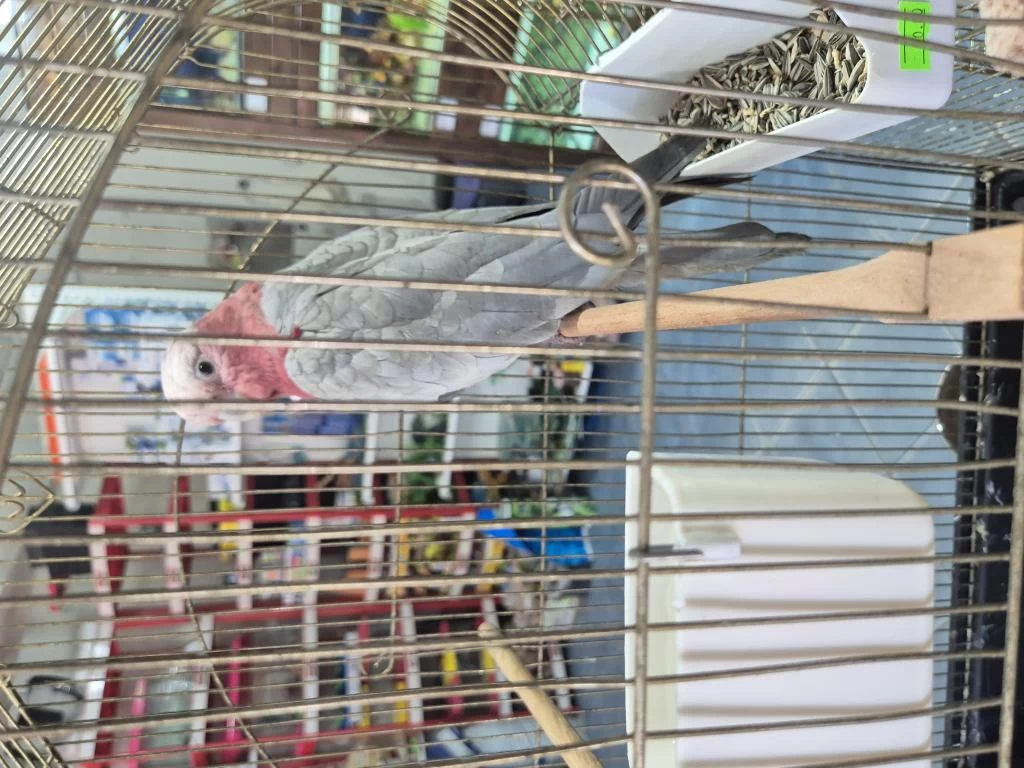 Evcil Gül Kakadu 9 Aylık