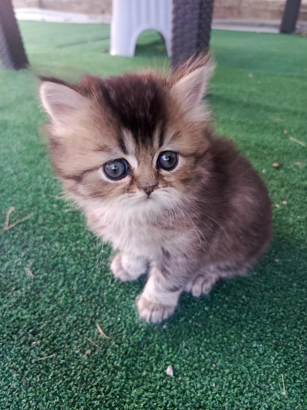 Sağlıklı Asıl Bebek Kediler