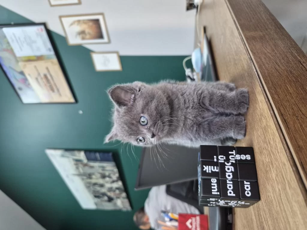 British Koca Kafa 2 Aylik Yavrularimiz Yuva Ariyor
