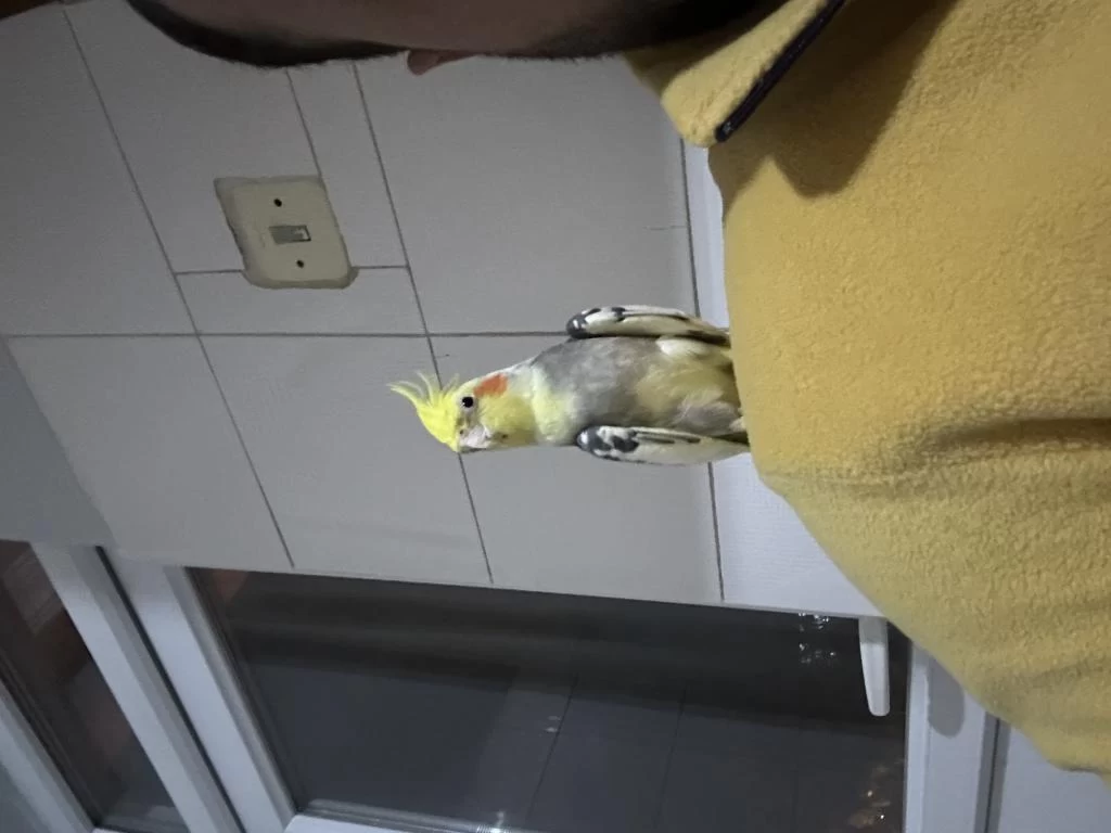 Sağlıklı Sağlıklı Papağanlar