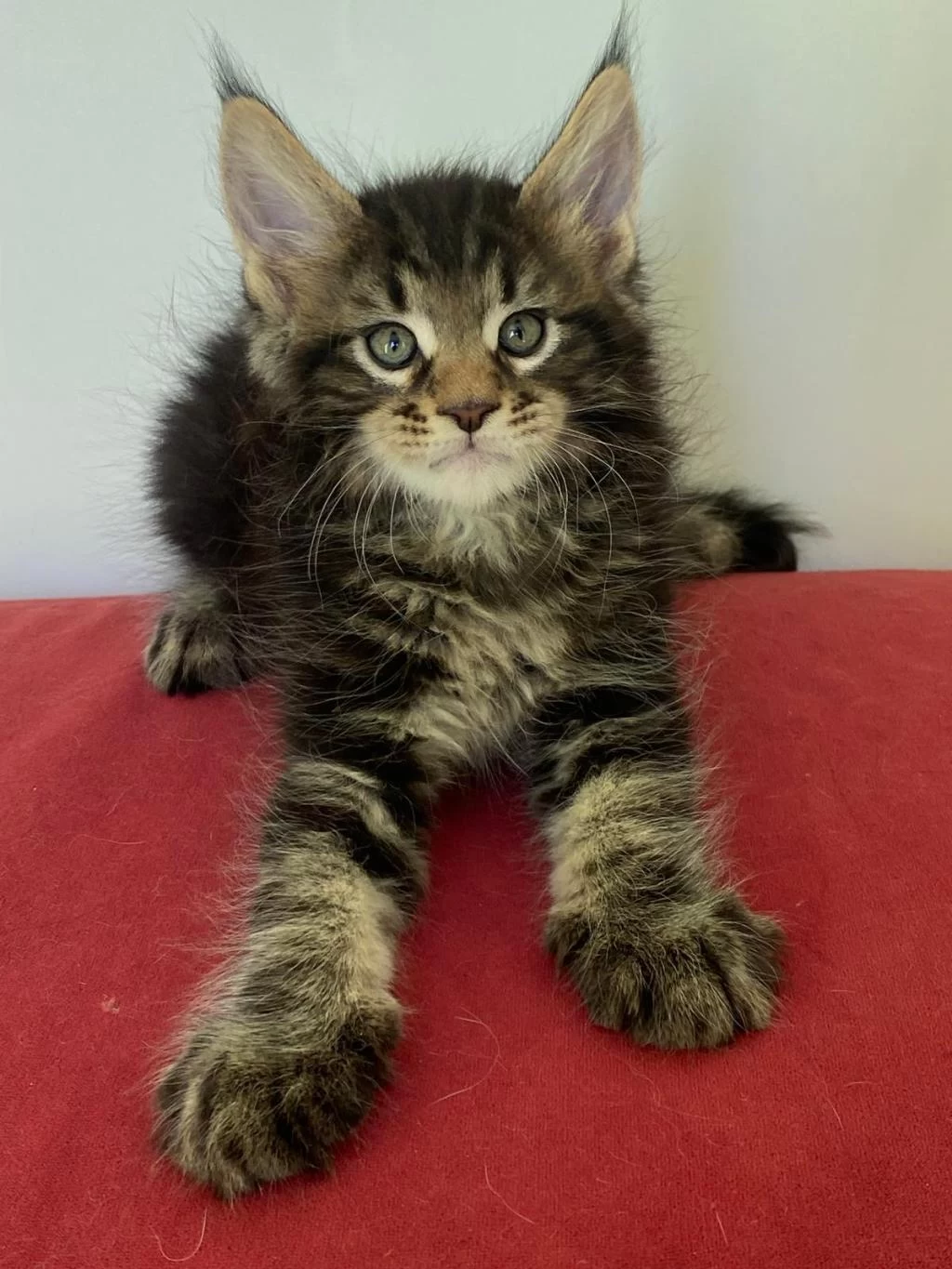 Üst Kaliteli Dişi Orman Rengi Maine Coon