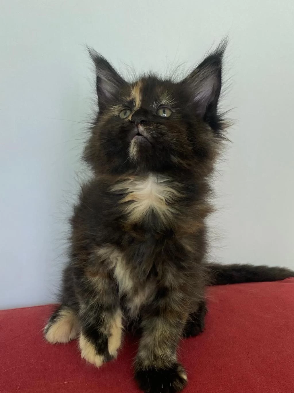 Maine Coon Dişi Tortie Üst Kaliteli