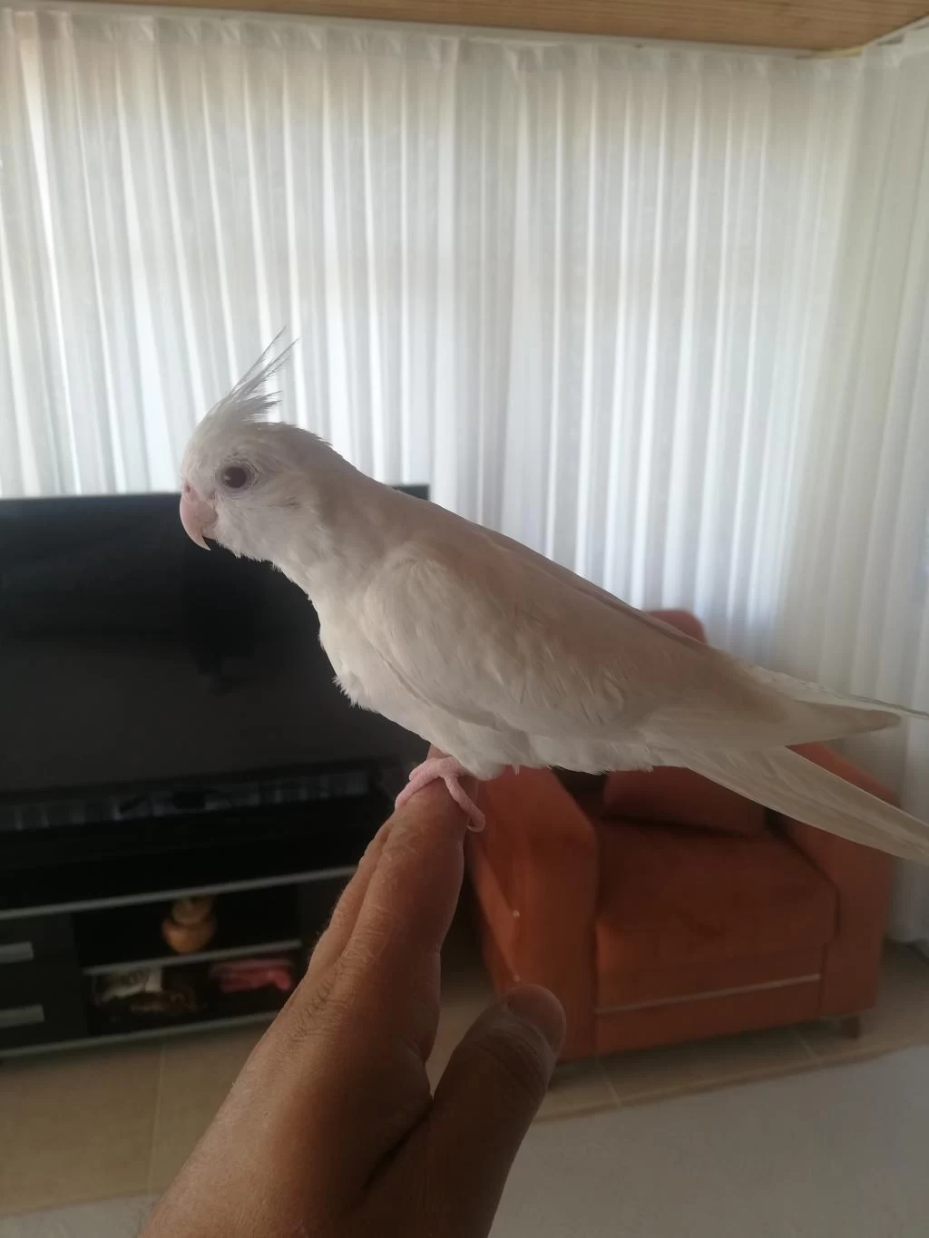 2 Aylık Albino Sultan Papağanı Yavrusu