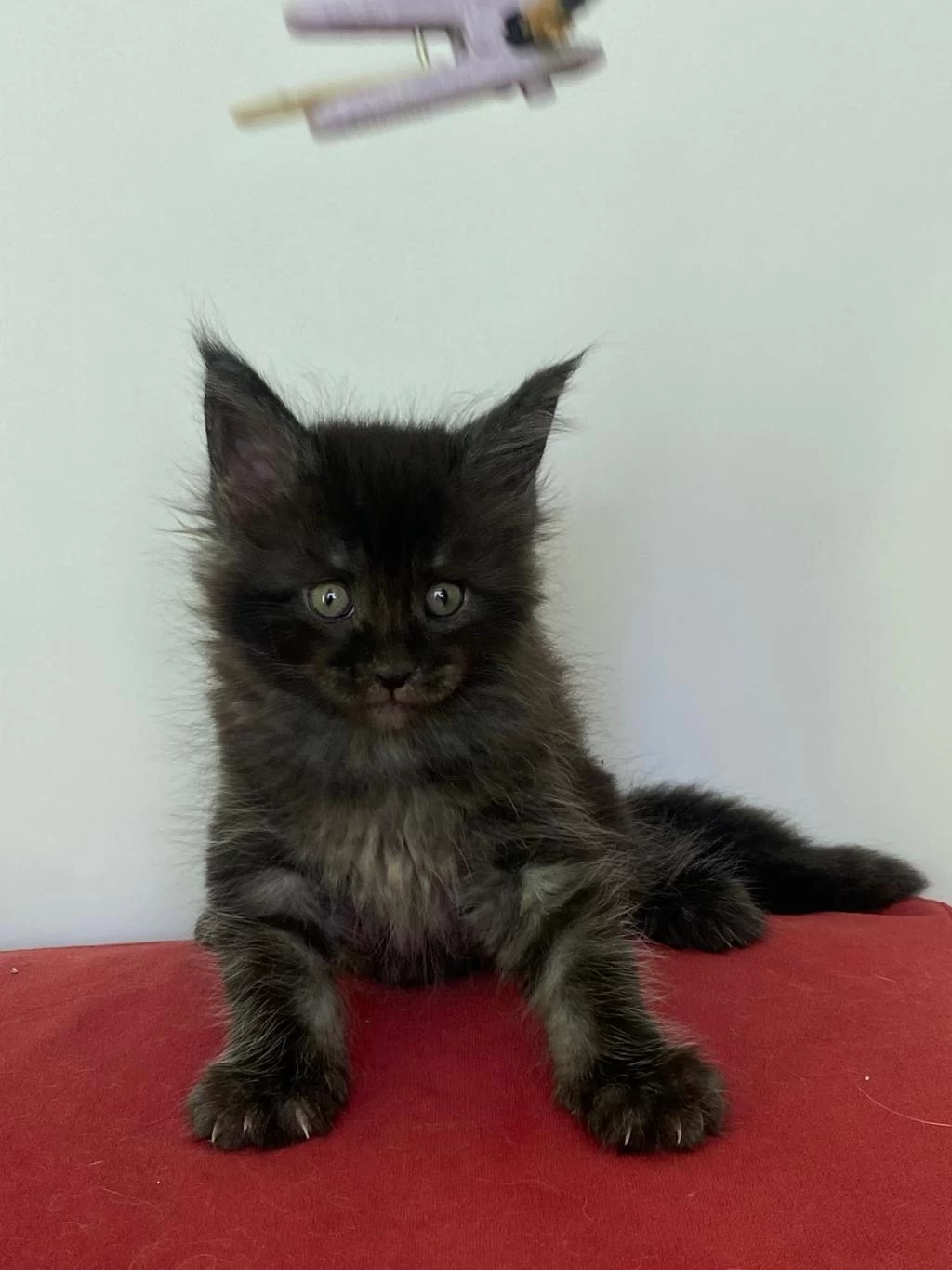 Maine Coon Black Smoke Erkek Yavru