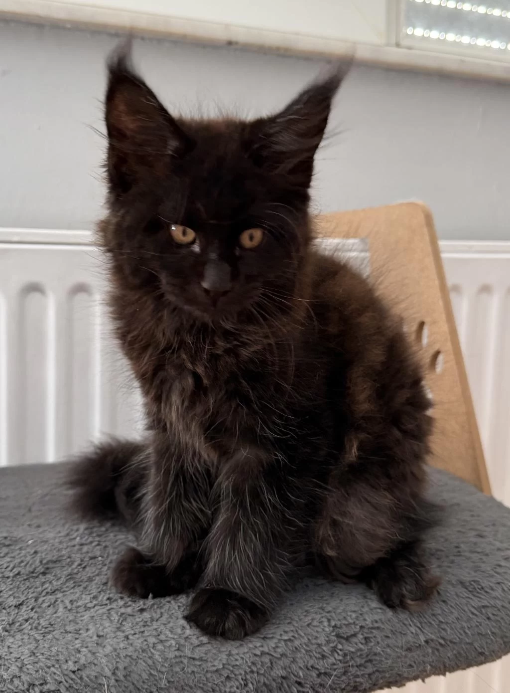 Xxl Maine Coon Erkek