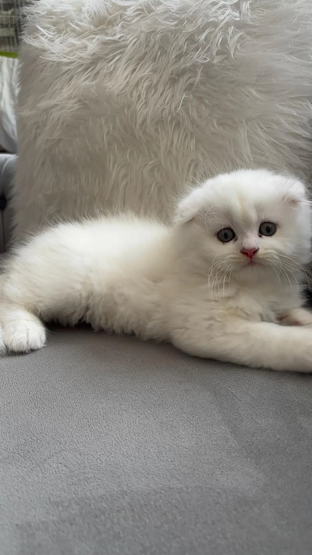 Ailenize Yeni Bir Dost Kediniz Olsun